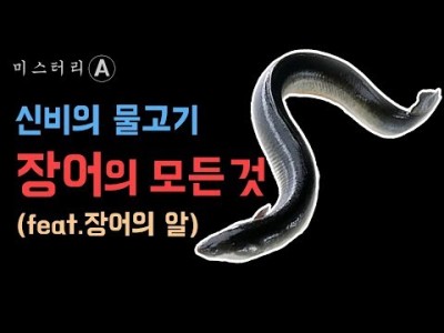 풍천장어란 갯벌장어란 뱀장어 민물장어란 장어의 모든것