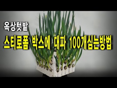 집에서 대파 키우기 심어서 3년간 먹을 수 있는 방법